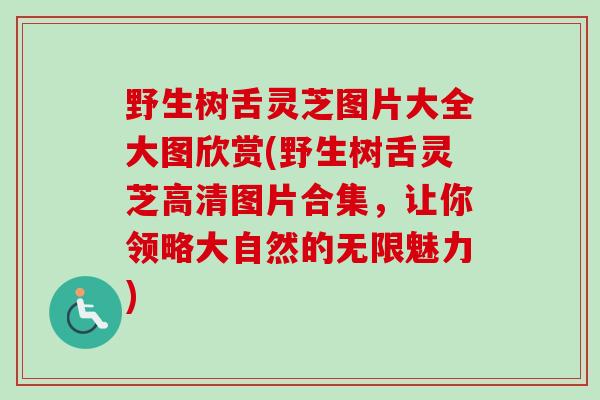 野生树舌灵芝图片大全大图欣赏(野生树舌灵芝高清图片合集,让你领略大自然的无限魅力) 野生树舌灵芝图片大全大图欣赏(野生树舌灵芝高清图片合集,让你领略大自然的无限魅力)