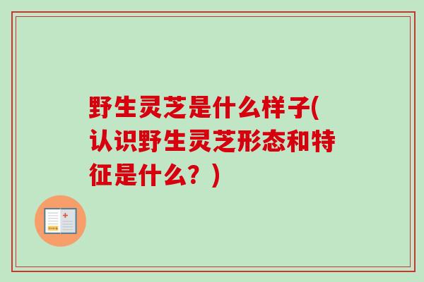 野生灵芝是什么样子(认识野生灵芝形态和特征是什么?) 野生灵芝是什么样子(认识野生灵芝形态和特征是什么?)