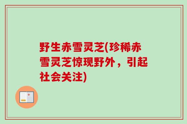 野生赤雪灵芝(珍稀赤雪灵芝惊现野外，引起社会关注)