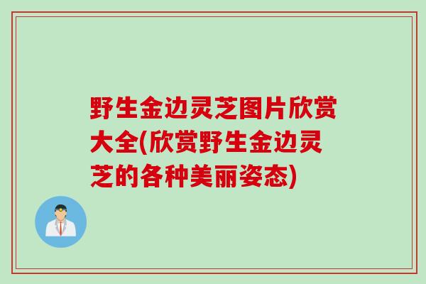 野生金边灵芝图片欣赏大全(欣赏野生金边灵芝的各种美丽姿态)