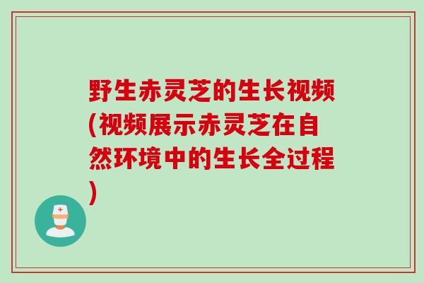 野生赤灵芝的生长视频(视频展示赤灵芝在自然环境中的生长全过程)