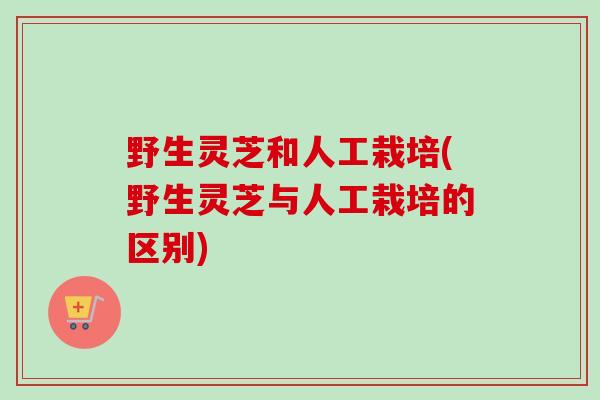 野生灵芝和人工栽培(野生灵芝与人工栽培的区别)