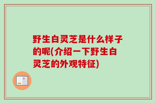 野生白灵芝是什么样子的呢(介绍一下野生白灵芝的外观特征)