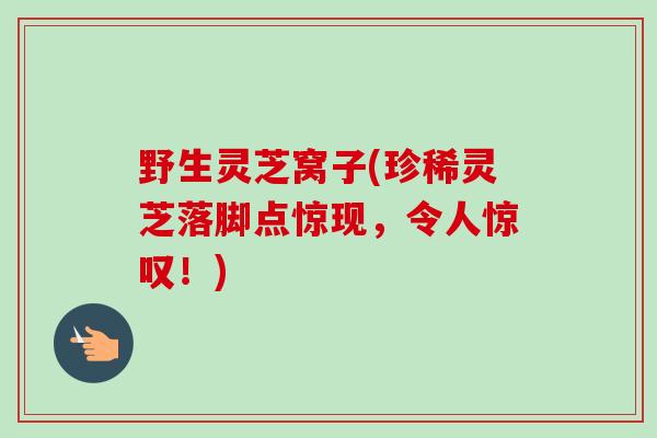 野生灵芝窝子(珍稀灵芝落脚点惊现，令人惊叹！)