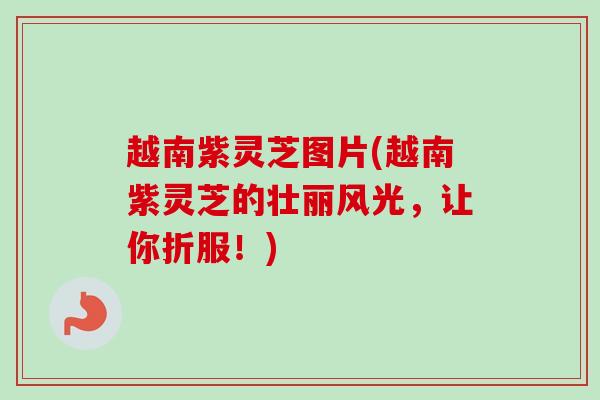 越南紫灵芝图片(越南紫灵芝的壮丽风光，让你折服！)