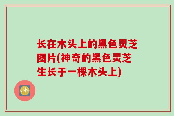 长在木头上的黑色灵芝图片(神奇的黑色灵芝生长于一棵木头上)