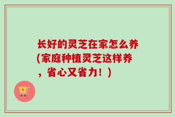 长好的灵芝在家怎么养(家庭种植灵芝这样养，省心又省力！)