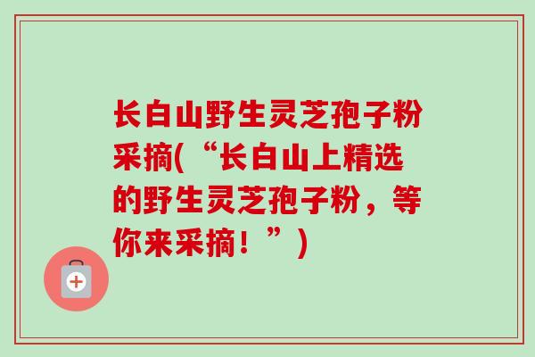 长白山野生灵芝孢子粉采摘(“长白山上精选的野生灵芝孢子粉，等你来采摘！”)
