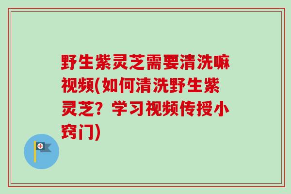 野生紫灵芝需要清洗嘛视频(如何清洗野生紫灵芝？学习视频传授小窍门)