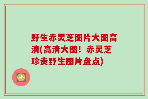 野生赤灵芝图片大图高清(高清大图！赤灵芝珍贵野生图片盘点)