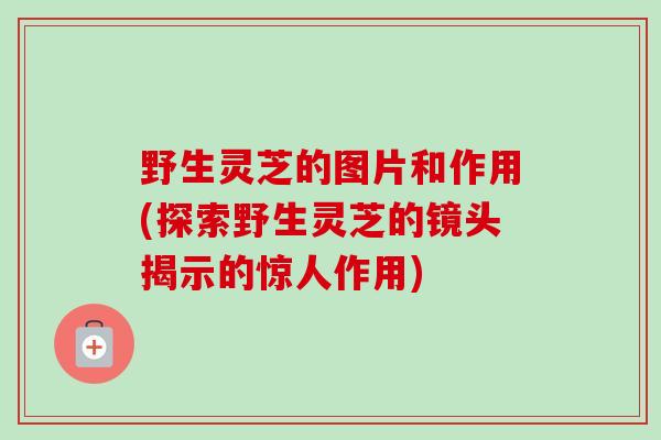 野生灵芝的图片和作用(探索野生灵芝的镜头揭示的惊人作用)
