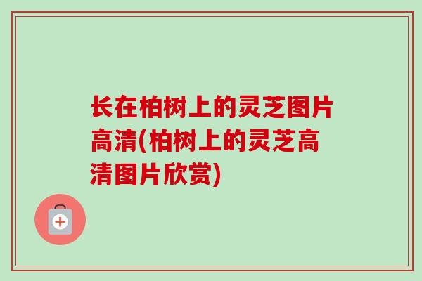 长在柏树上的灵芝图片高清(柏树上的灵芝高清图片欣赏) 长在柏树上的灵芝图片高清(柏树上的灵芝高清图片欣赏)