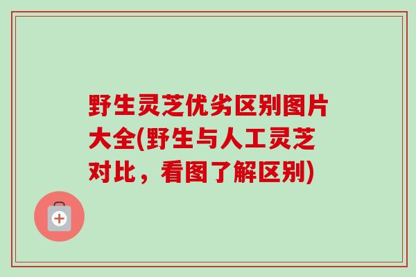 野生灵芝优劣区别图片大全(野生与人工灵芝对比，看图了解区别)