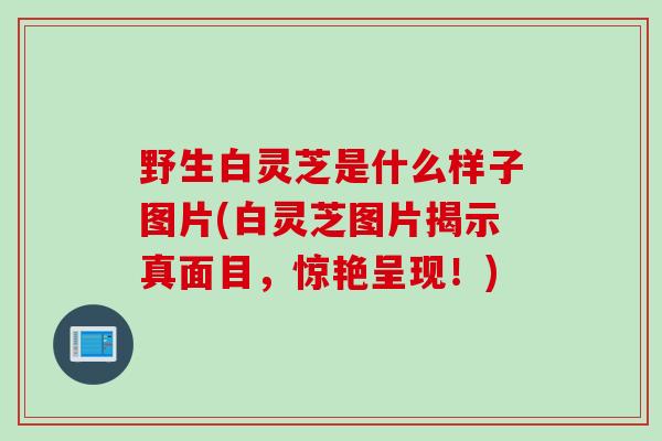 野生白灵芝是什么样子图片(白灵芝图片揭示真面目，惊艳呈现！)