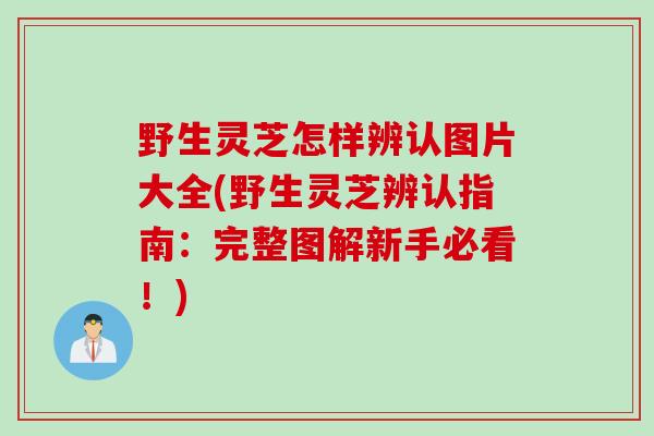 野生灵芝怎样辨认图片大全(野生灵芝辨认指南：完整图解新手必看！)