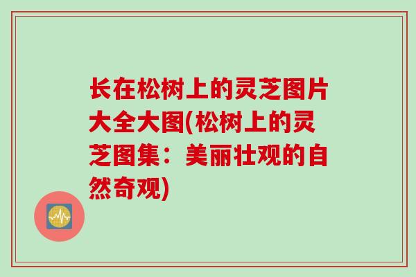 长在松树上的灵芝图片大全大图(松树上的灵芝图集：美丽壮观的自然奇观)