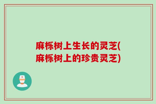 麻栎树上生长的灵芝(麻栎树上的珍贵灵芝)
