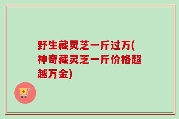 野生藏灵芝一斤过万(神奇藏灵芝一斤价格超越万金)
