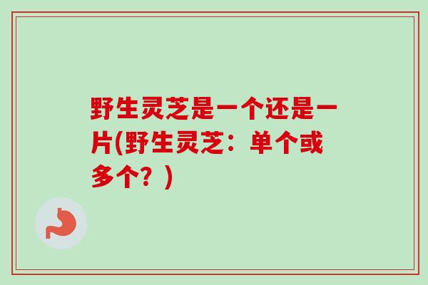 野生灵芝是一个还是一片(野生灵芝：单个或多个？)