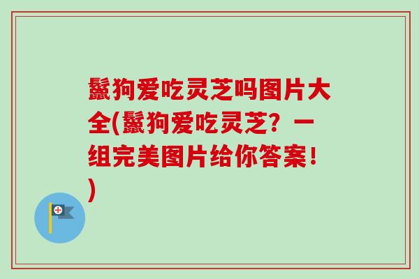 鬣狗爱吃灵芝吗图片大全(鬣狗爱吃灵芝？一组完美图片给你答案！)