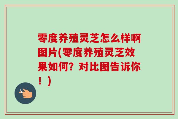 零度养殖灵芝怎么样啊图片(零度养殖灵芝效果如何？对比图告诉你！)