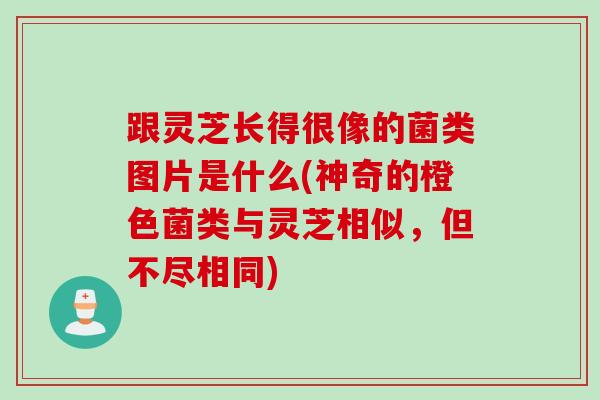 跟灵芝长得很像的菌类图片是什么(神奇的橙色菌类与灵芝相似，但不尽相同)