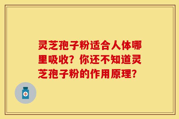 灵芝孢子粉适合人体哪里吸收？你还不知道灵芝孢子粉的作用原理？