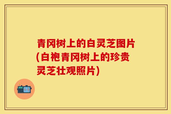青冈树上的白灵芝图片(白袍青冈树上的珍贵灵芝壮观照片)