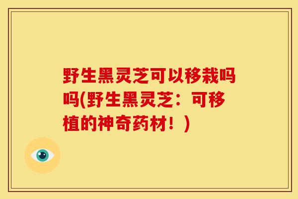 野生黑灵芝可以移栽吗吗(野生黑灵芝：可移植的神奇药材！)