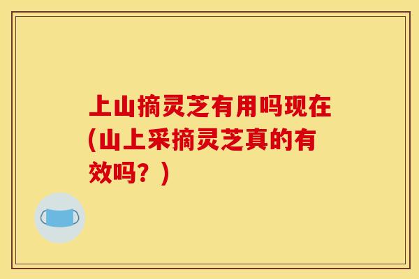 上山摘灵芝有用吗现在(山上采摘灵芝真的有效吗?)